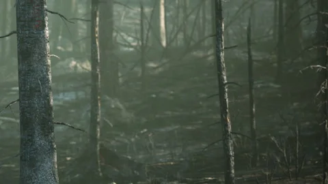 Forest area after wildfire showing burnt trees and remaining foliage Stock Footage 344058644