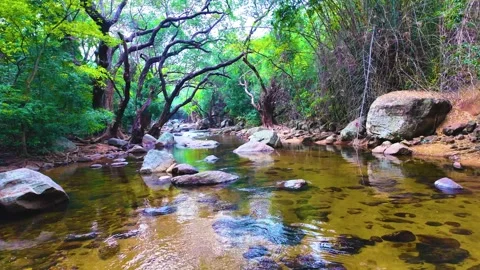 Forest Area - Beautiful View Video stock 264356795