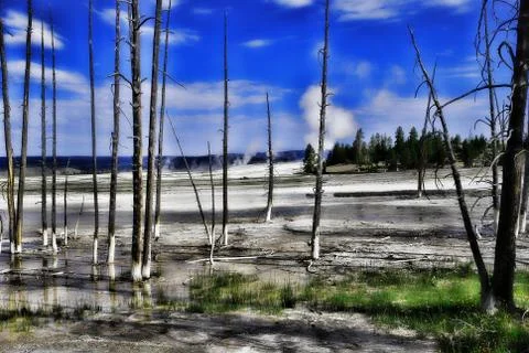 Forest area with blue sky Stock Photos
