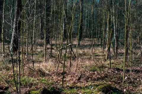 Forest area close-up, early spring in dense overgrown forest Stock Photos