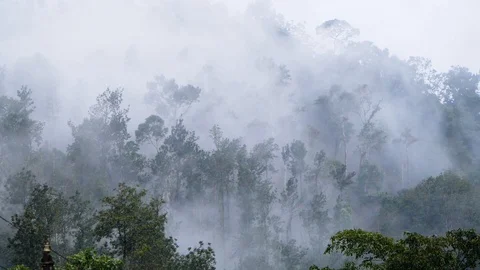 Forest Area covered with mist 動画素材 118131123
