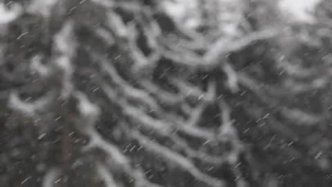 Forest area covered in snow due to snowstorm in winter season Stock Footage 174740655