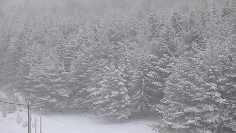 Forest area covered in snow due to snowstorm in winter season Stock Footage 174748355