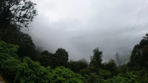 Forest area covered with thick mist 動画素材 118581261