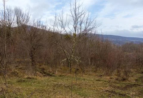 A forest area with damaged trees as a result of natural influences Stock Photos