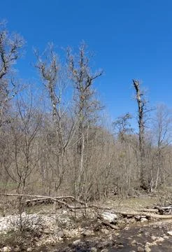 A forest area with damaged trees as a result of natural influences Stock Photos