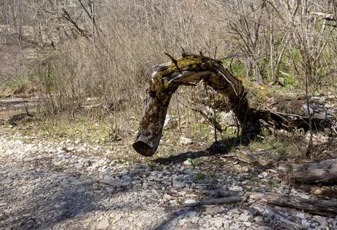 A forest area with damaged trees as a result of natural influences Stock Photos