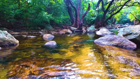 Forest Area During a Sunny Day Stock Footage 264357213
