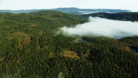 Forest Area in Norway Stock Footage 81418165