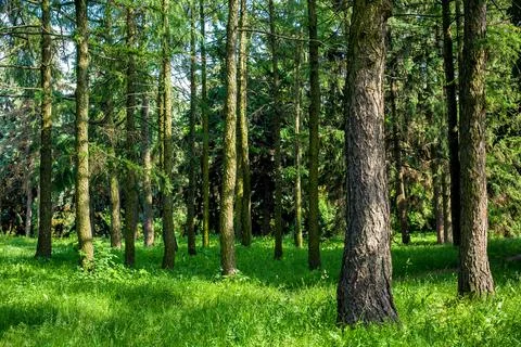 Forest area with pine tree trunks illuminated by sunlight and green grass. Stock Photos