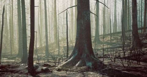 Forest area shows aftermath of wildfires with charred trees in morning light イラスト素材