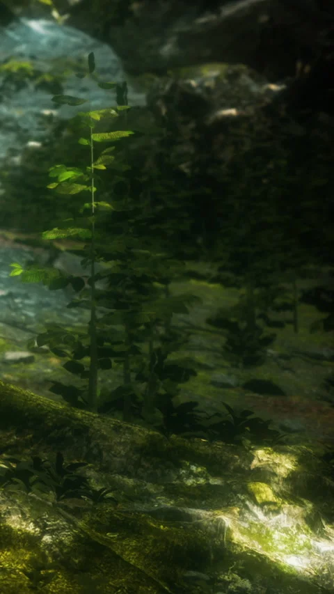 Forest area with small plants near a stream in a natural setting Stock Footage 346754092