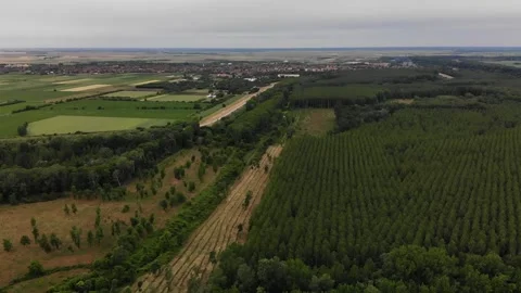 Forest area surrounded by cereal fields from the air. Video stock 236968807