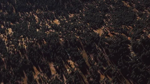 Forest area with trees and shadows in a mountainous region during daytime Stock Footage 340627739
