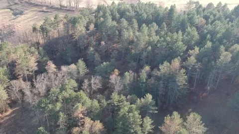 Forest areal view Stock Footage 149320905