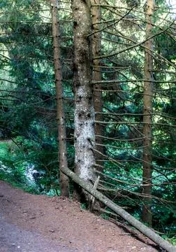 The forest around the lake Stock Photos