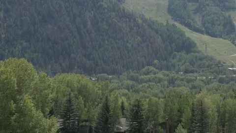 Forest in Aspen Colorado Stock Footage 85290832