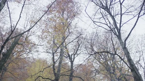 Forest atmosphere in autumn 動画素材 141858552