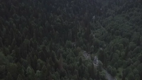 Forest atmosphere. Stock Footage 150107402