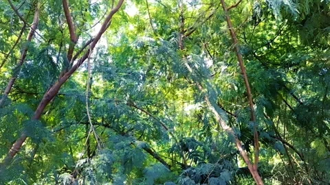 Forest atmosphere Stock Footage 156368802