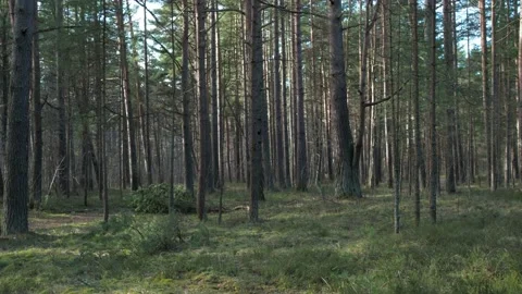 Forest Atmosphere Stock Footage 196984165