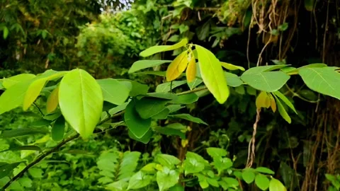 Forest atmosphere Stock Footage 208972943