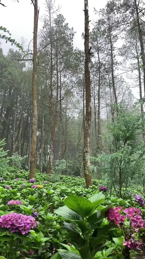 Forest atmosphere Stock Footage 273053874