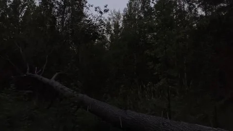 Forest atmosphere Stock Footage 316798055