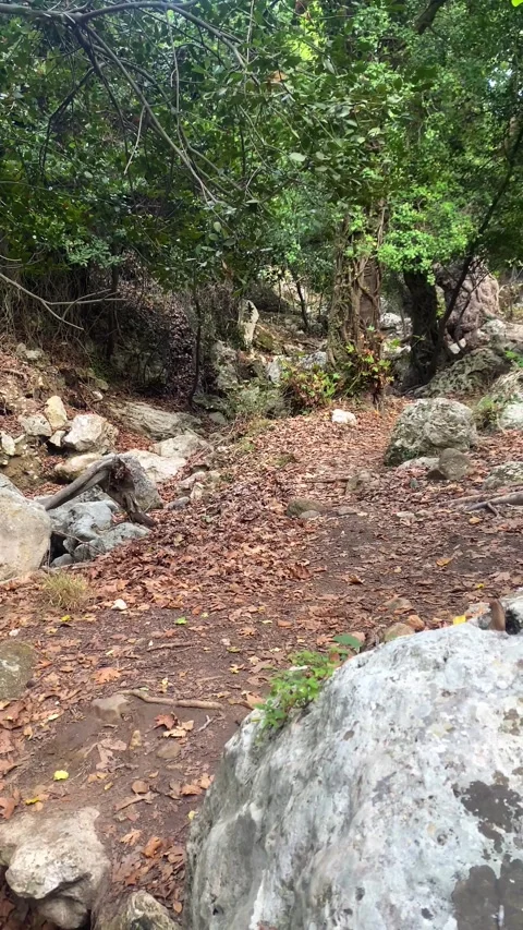 Forest Atmosphere. Nature. Trees. Stream. Vertical video Stock Footage 286336249