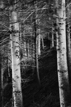 Forest atmosphere Stock Photos