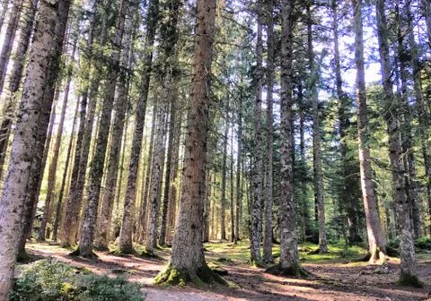 Forest atmosphere Stock Photos