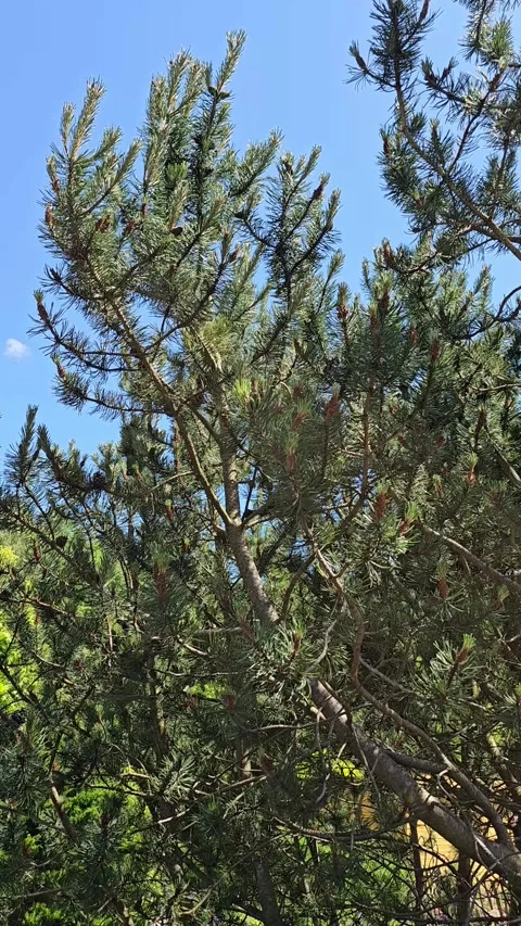 Forest atmosphere: pine trees under light blue Stock Footage 313384254