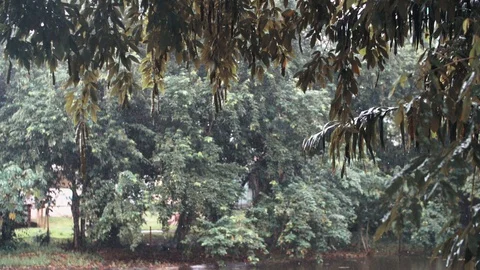 Forest atmosphere with rain in slow motion Stock Footage 128136157