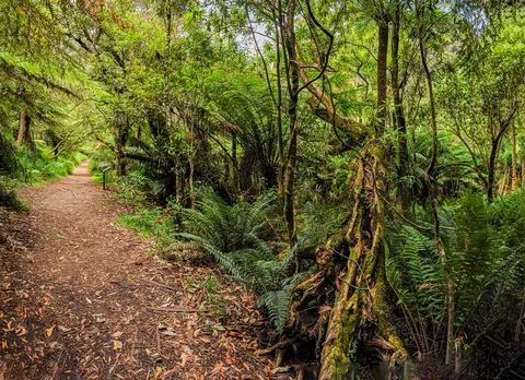 Forest of Australia, consisting mainly of various types of eucalyptus. Stock Photos