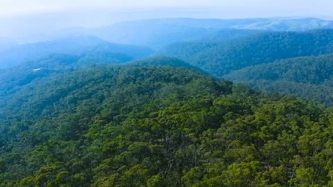 Forest in Australia Stock-Footage 97665394