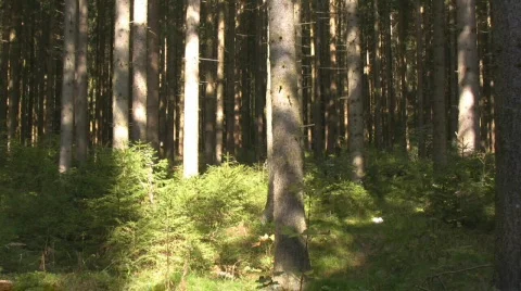 Forest in the Austrian Alps Stock Footage 604597