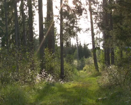Forest in the Austrian Alps Stock Footage 1046714