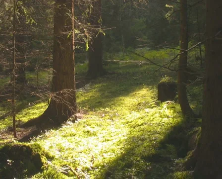 Forest in the Austrian Alps Stock Footage 1046725