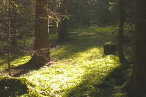 Forest in the Austrian Alps Stock Footage 1047099