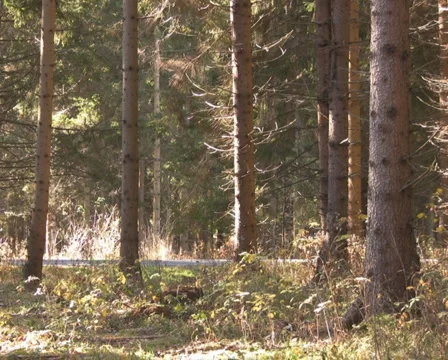 Forest in the Austrian Alps Stock Footage 1047457