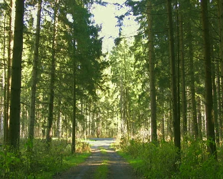 Forest in the Austrian Alps Video stock 1047469