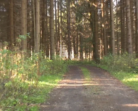 Forest in the Austrian Alps Video stock 1047489