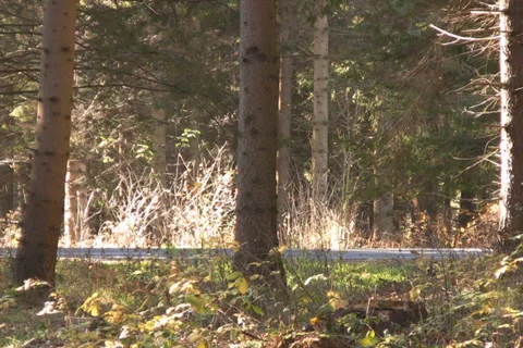 Forest in the Austrian Alps Stock Footage 1048280