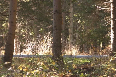 Forest in the Austrian Alps Stock Footage 1051146