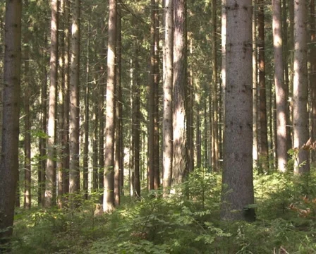 Forest in the Austrian Alps Stock Footage 1067373