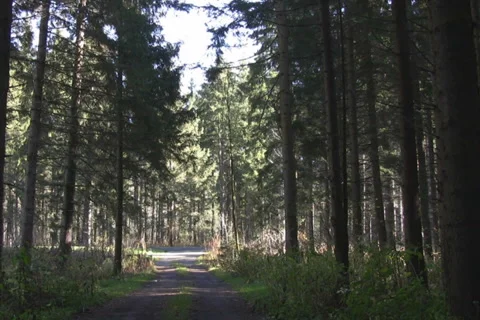 Forest in the Austrian Alps - NTSC Stock Footage 1048153