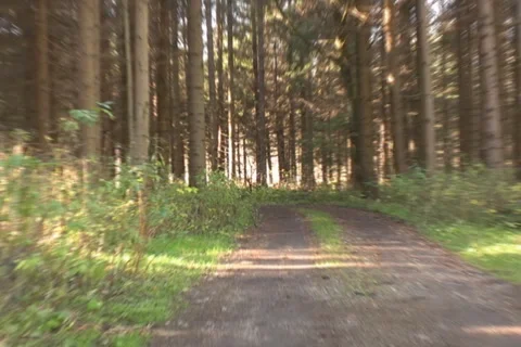 Forest in the Austrian Alps- NTSC Stock Footage 1051268