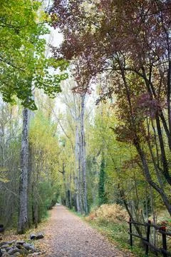 Forest in autum. Walking path with no people Stock Photos