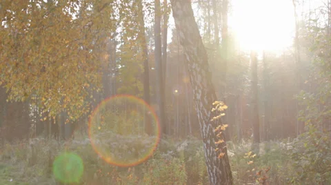Forest in Autumn 3 Stock Footage 31898290