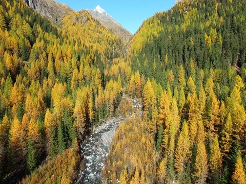 Forest in Autumn - Aerial Stock Footage 70801564